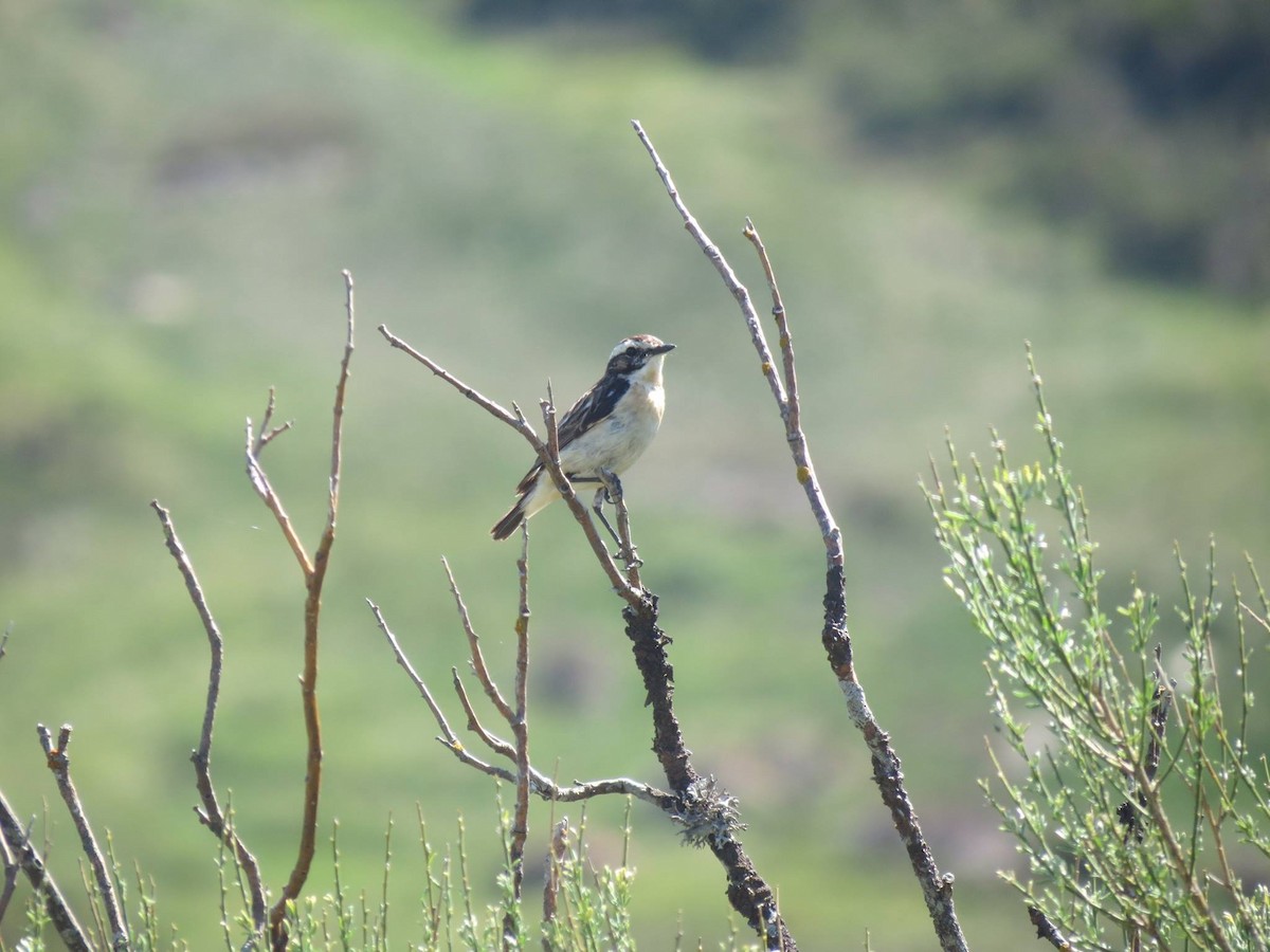 Whinchat - Sam Holcomb