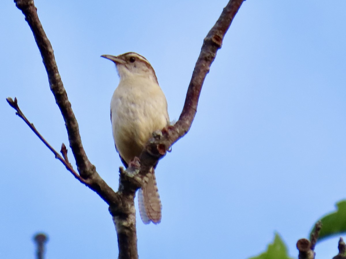 Carolina Wren - ML618366773