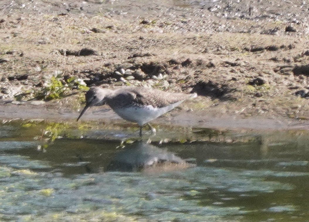 Green Sandpiper - Zhongyu Wang