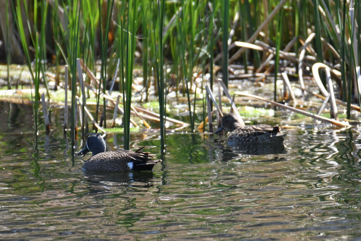 Blue-winged Teal - ML618366808