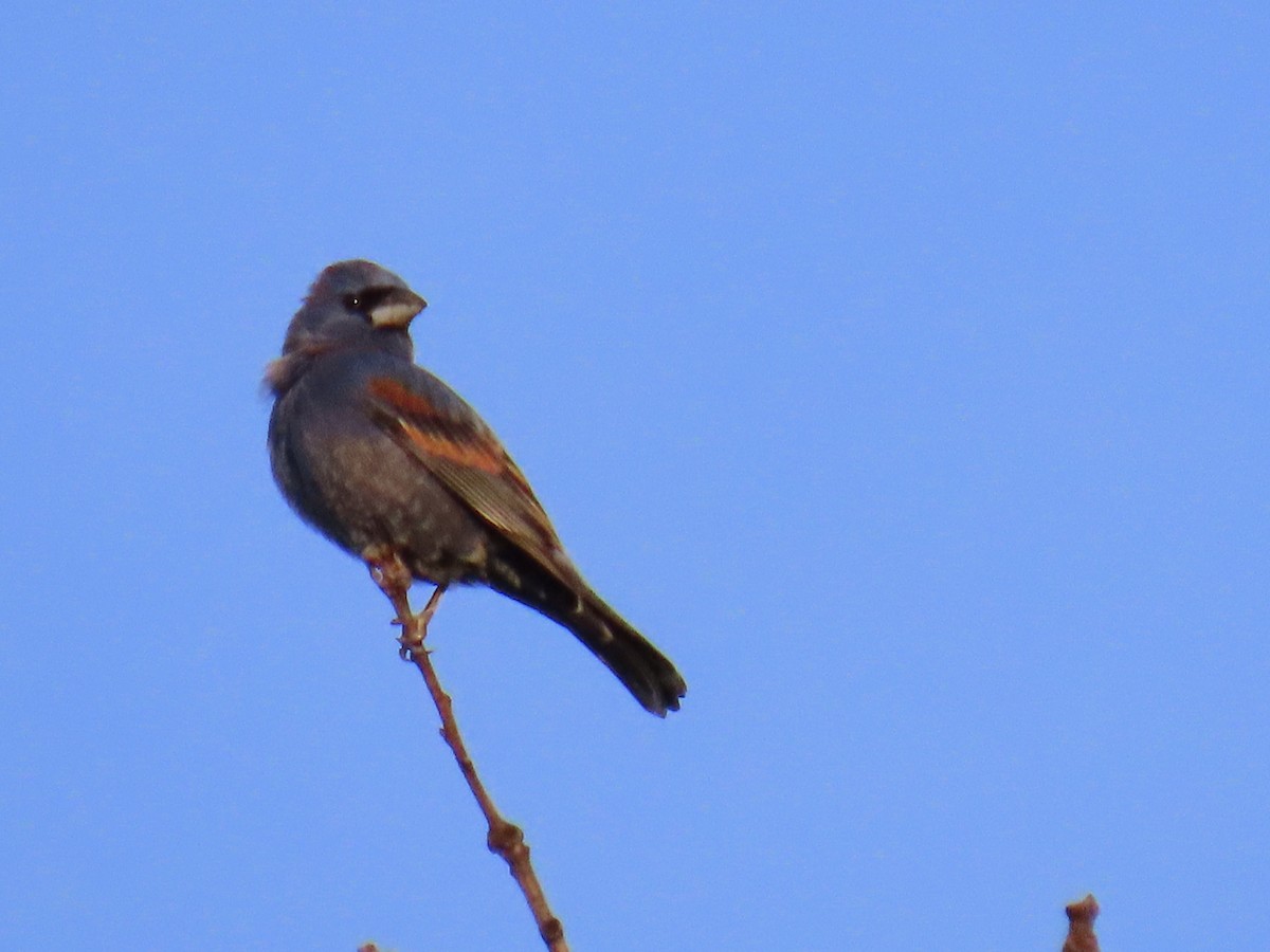 Blue Grosbeak - ML618366809
