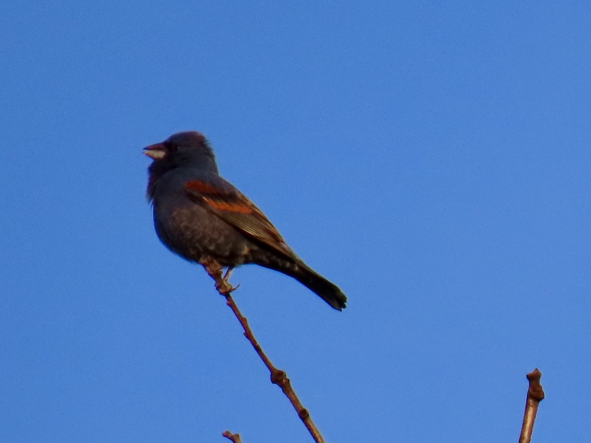 Blue Grosbeak - ML618366810