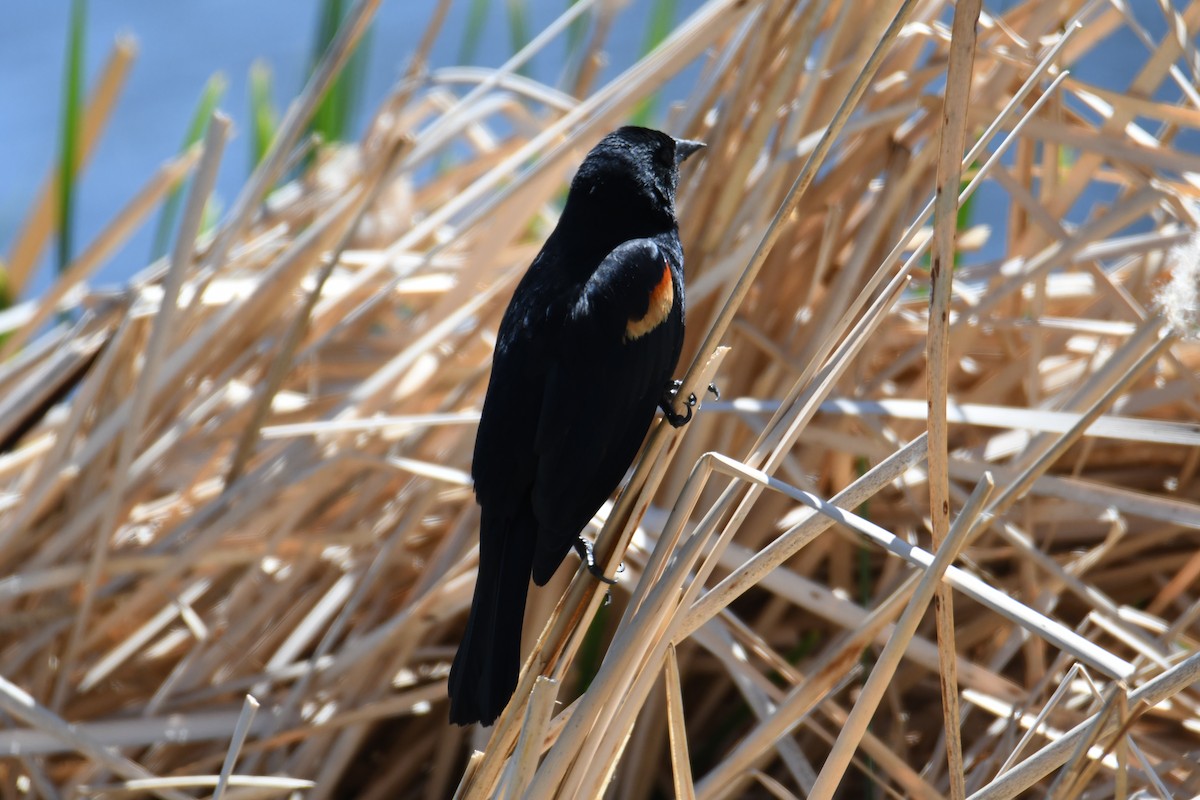 Red-winged Blackbird - ML618366818