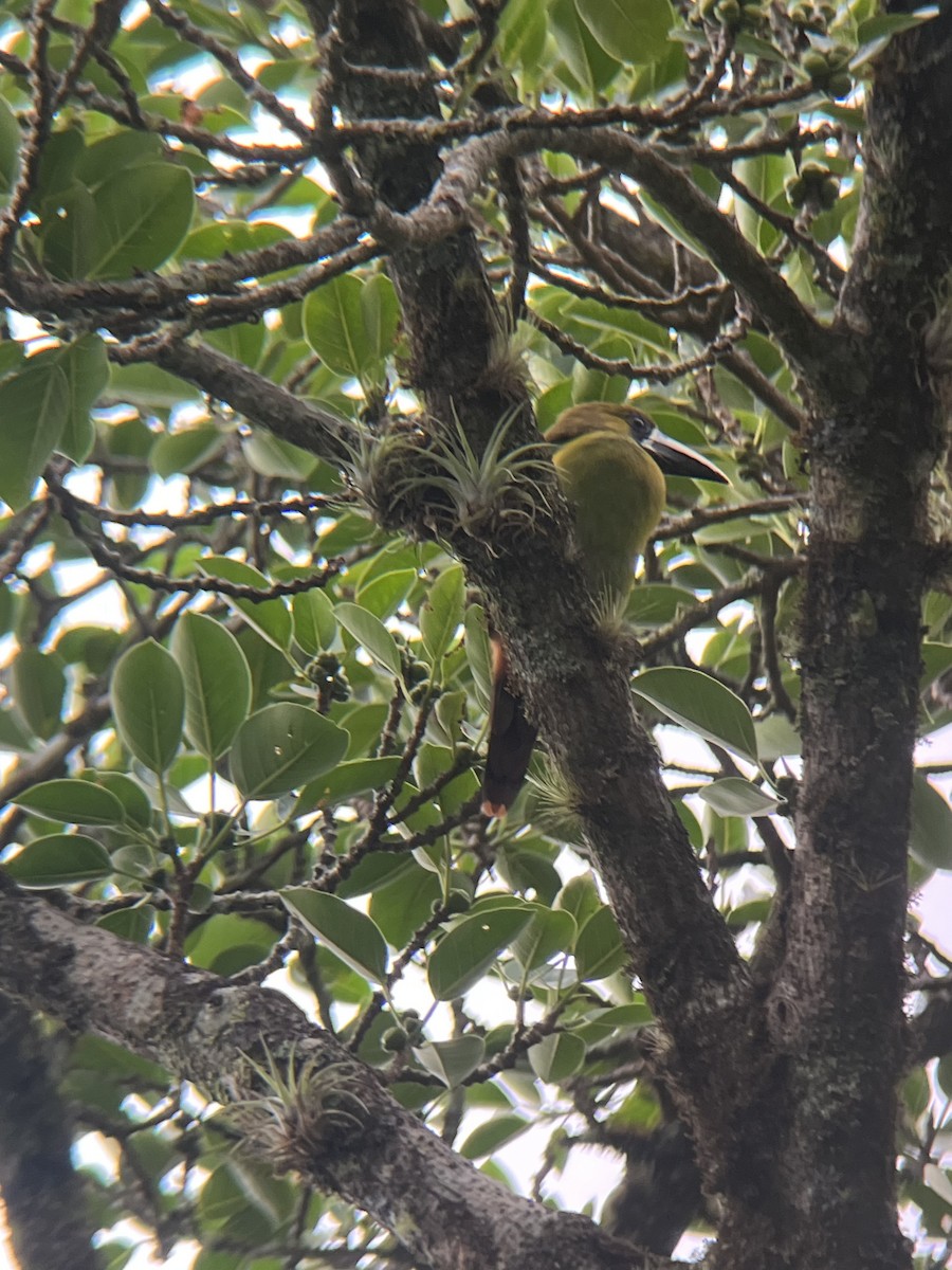 Laucharassari (caeruleogularis) - ML618366822