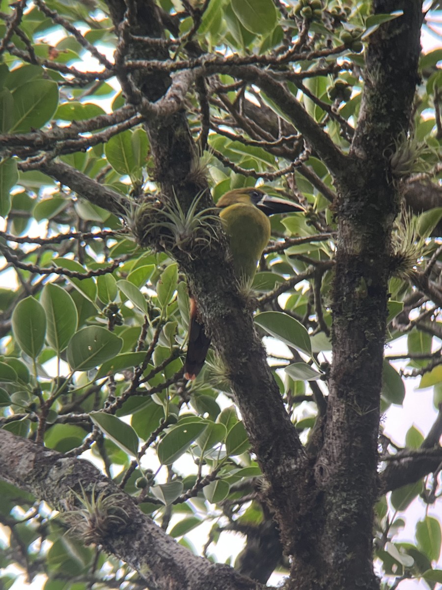 Toucanet émeraude (caeruleogularis) - ML618366823