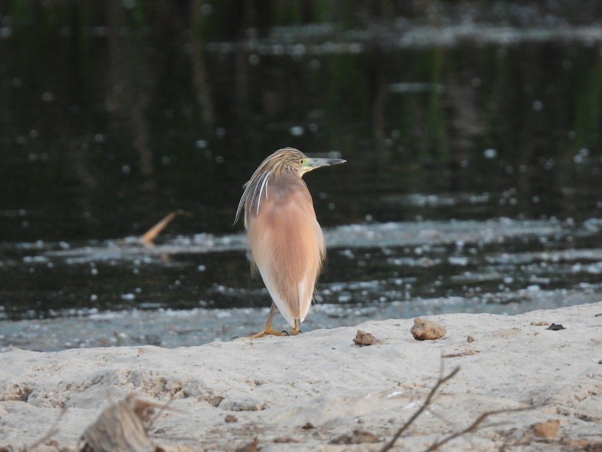 Squacco Heron - Derek Etherton