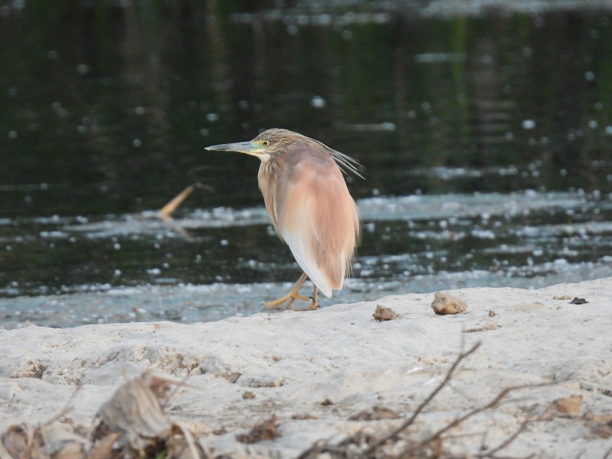 Squacco Heron - Derek Etherton