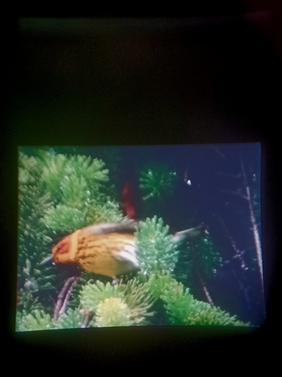 Cape May Warbler - ML618366882