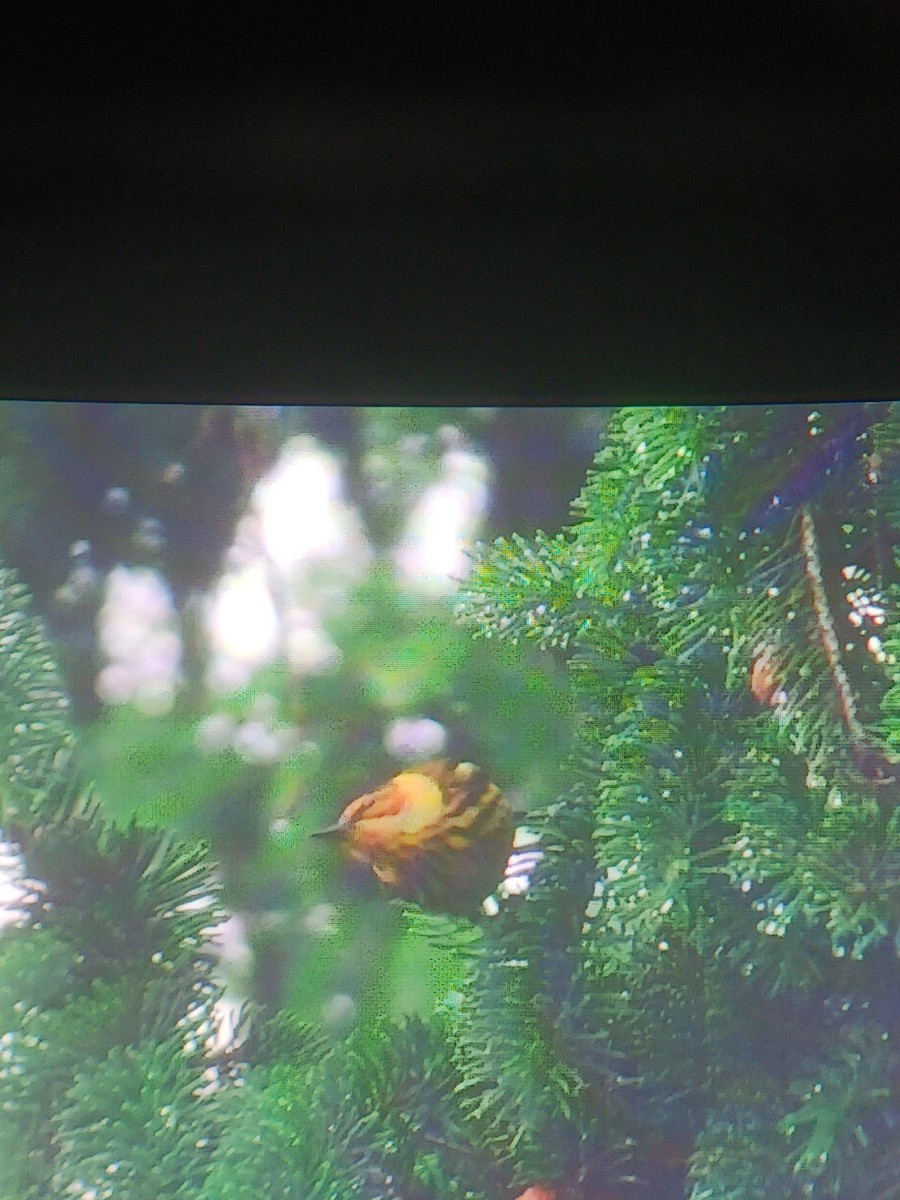 Cape May Warbler - ML618366884