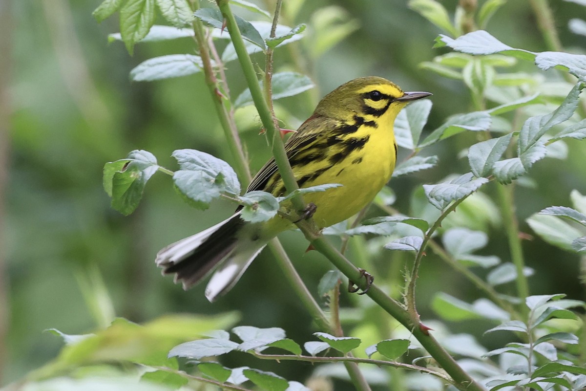 Prairie Warbler - ML618366885