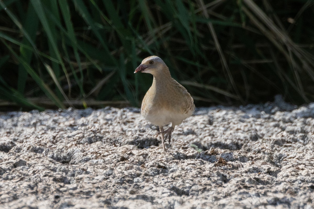 Corn Crake - ML618366900