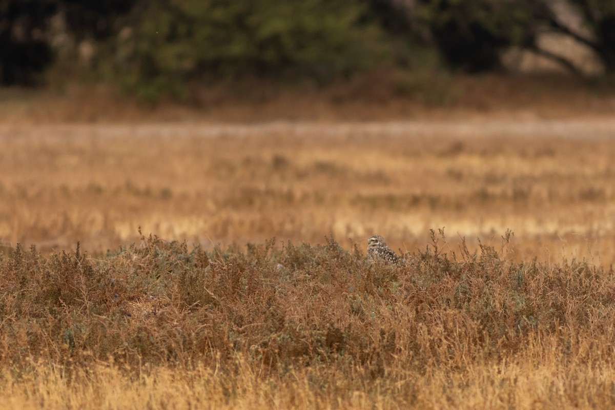 Burrowing Owl (Southern) - Ariel Cabrera Foix