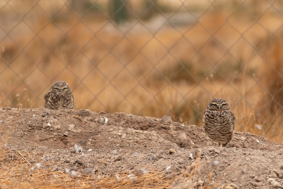 Burrowing Owl (Southern) - Ariel Cabrera Foix