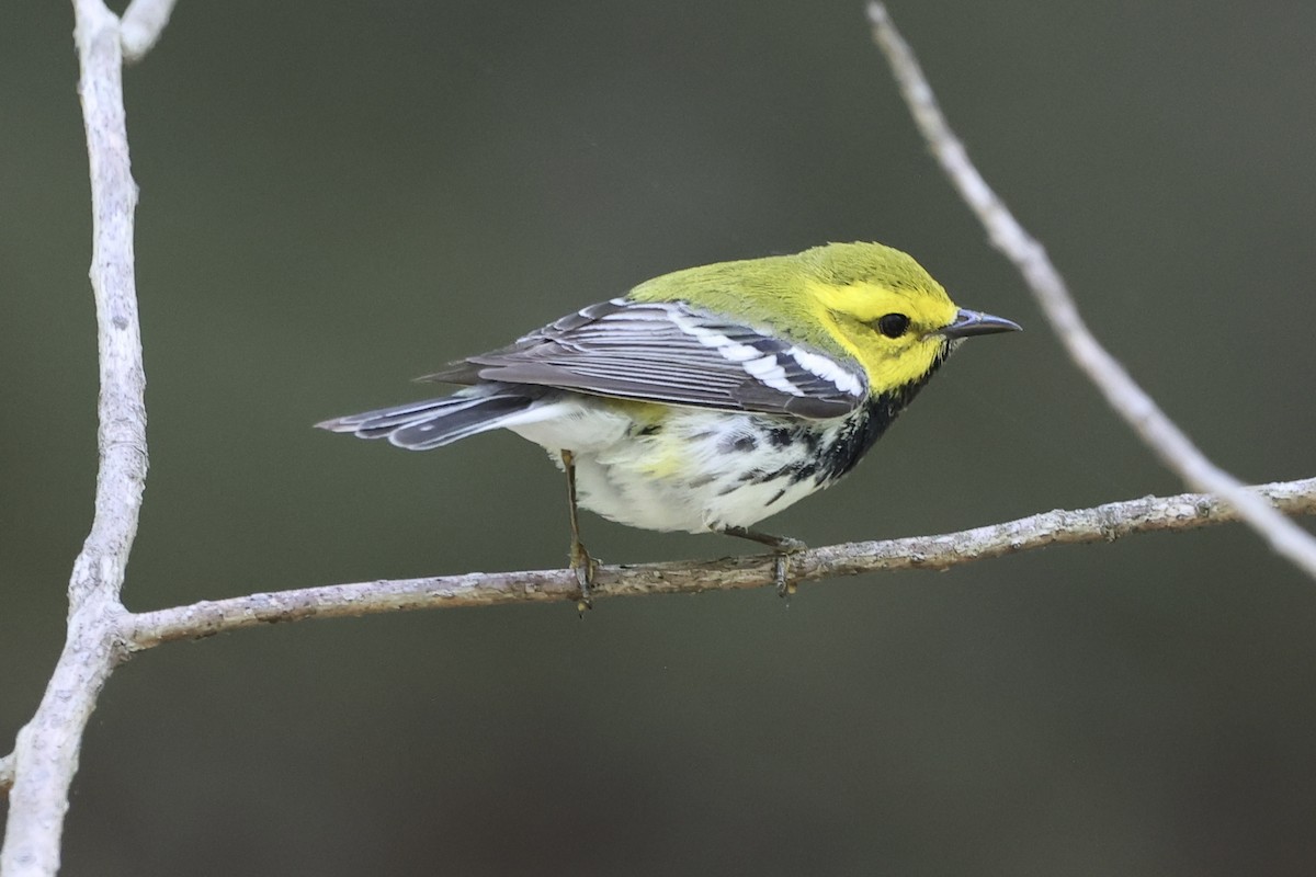 Black-throated Green Warbler - ML618366925