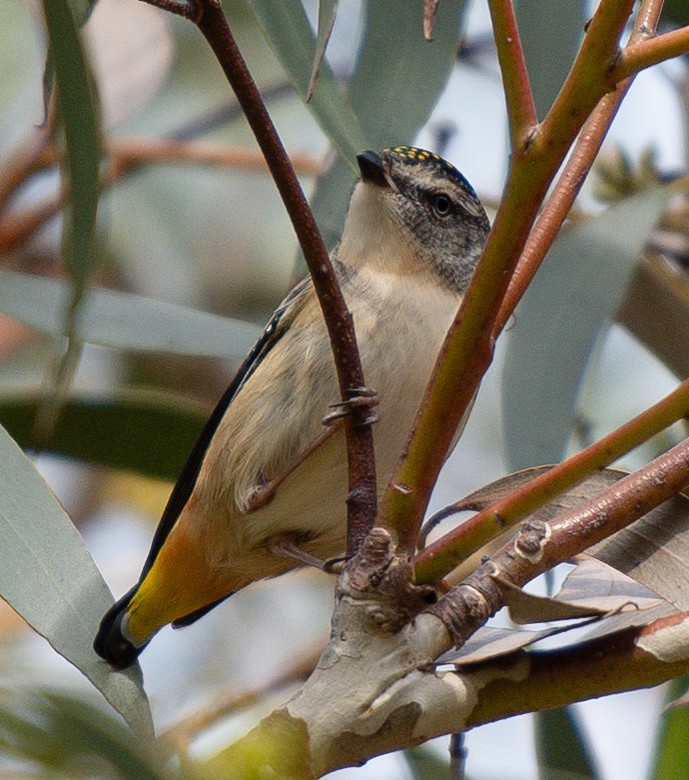 Spotted Pardalote - Tania Splawa-Neyman