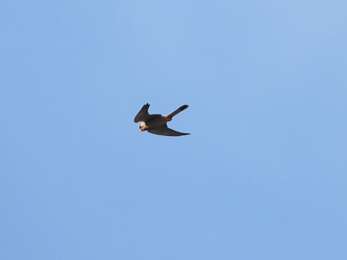 Eurasian Kestrel - ML618366986