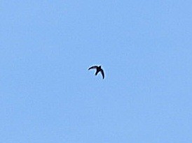 Common Swift - ML618366990