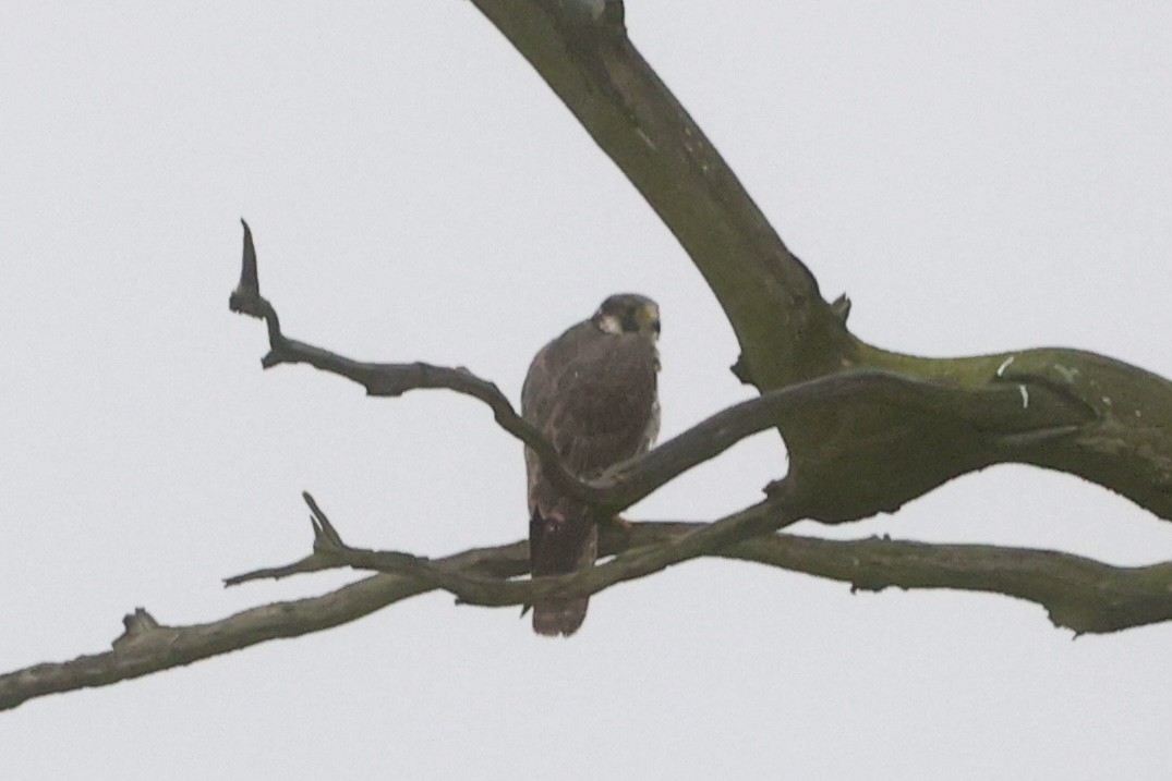 Peregrine Falcon - Tyler Atkinson