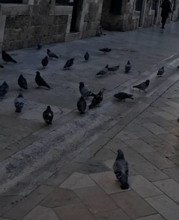 Rock Pigeon (Feral Pigeon) - Max Cornejo Rodriguez