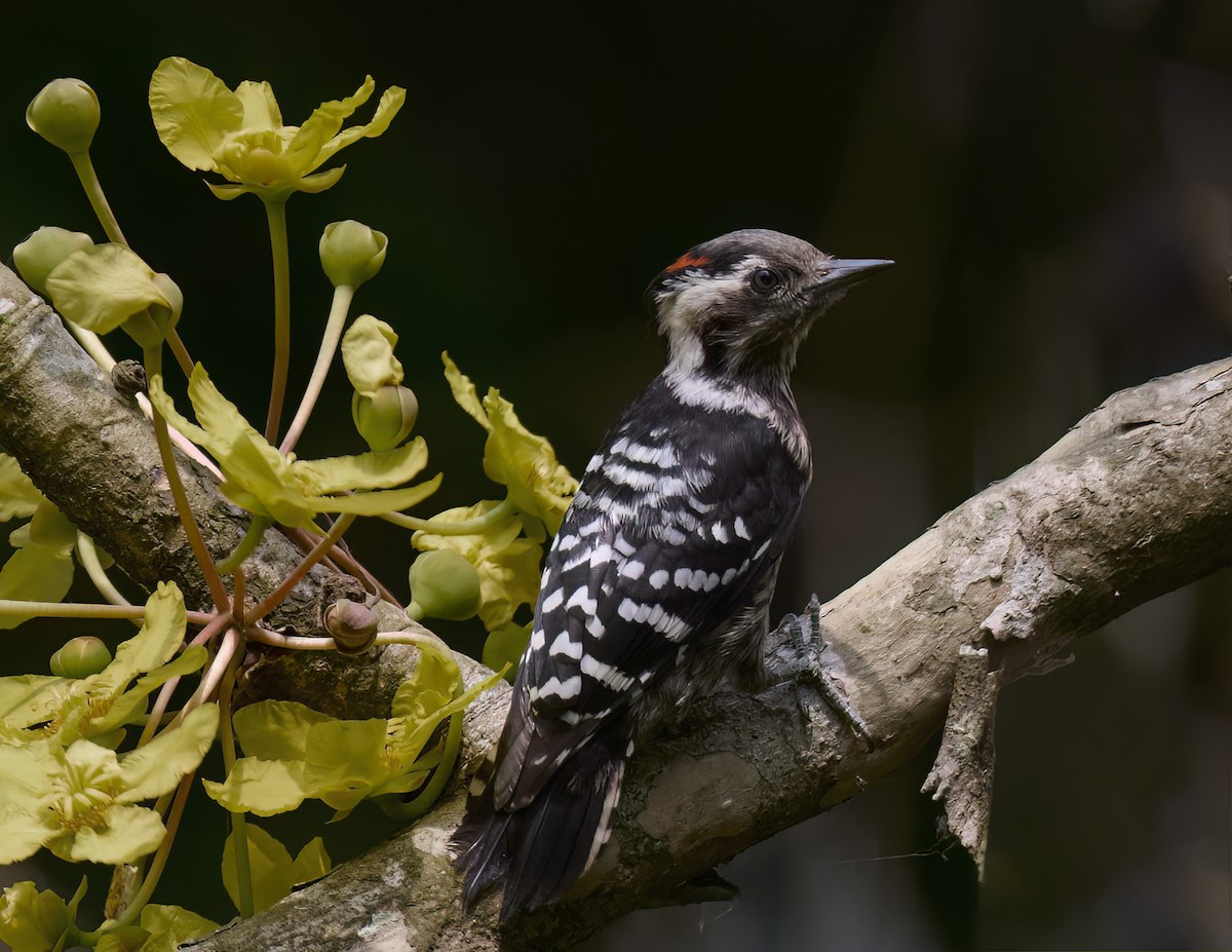 Gray-capped Pygmy Woodpecker - ML618367000