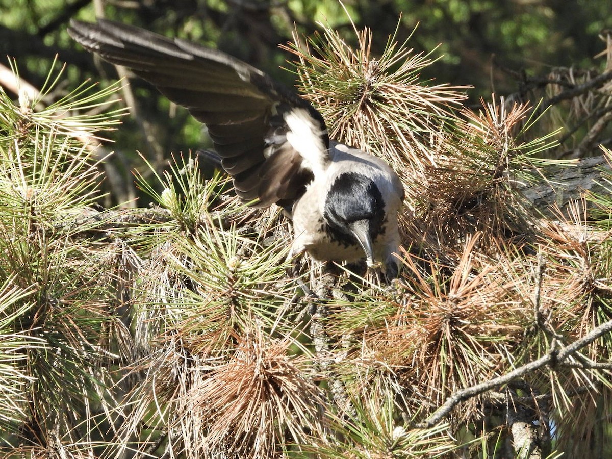 Hooded Crow - ML618367004