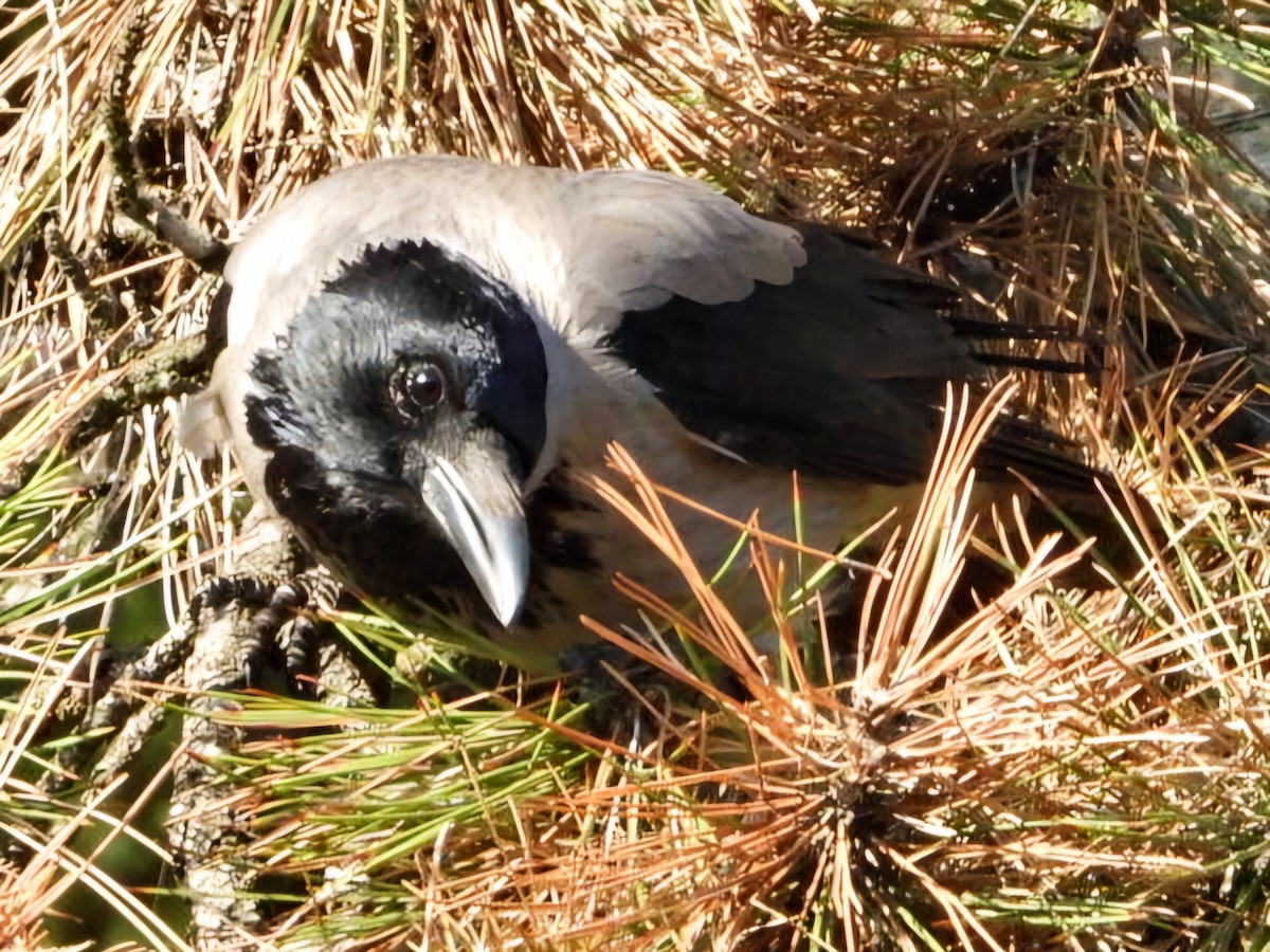 Hooded Crow - Ivan V