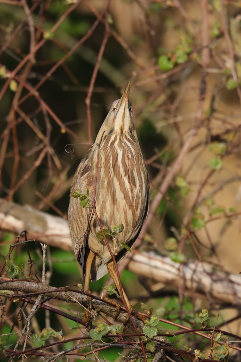 American Bittern - ML618367010