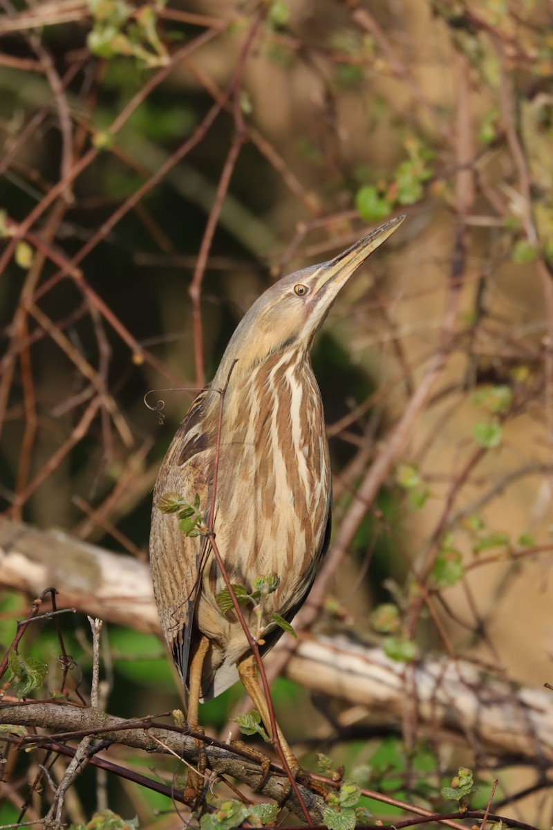 American Bittern - ML618367011