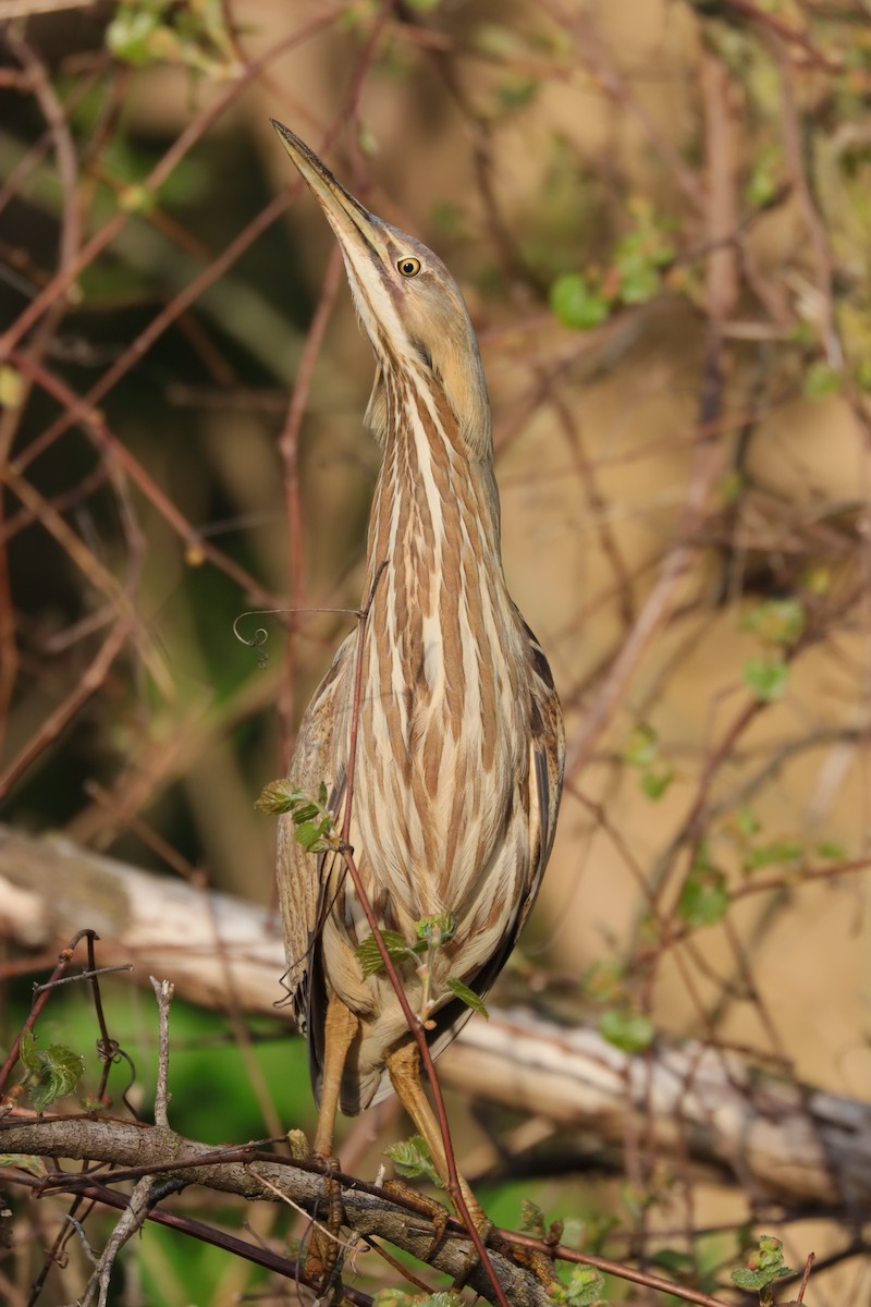 American Bittern - ML618367012