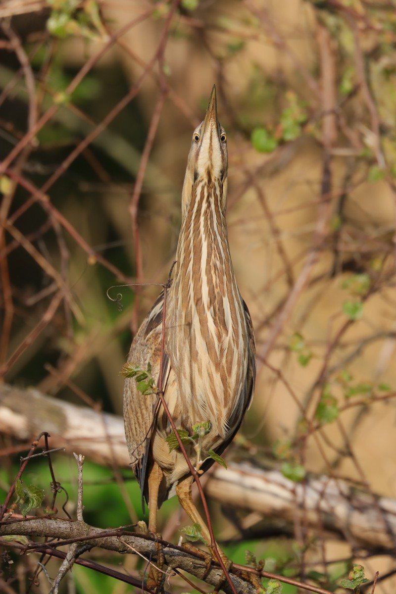 American Bittern - ML618367013