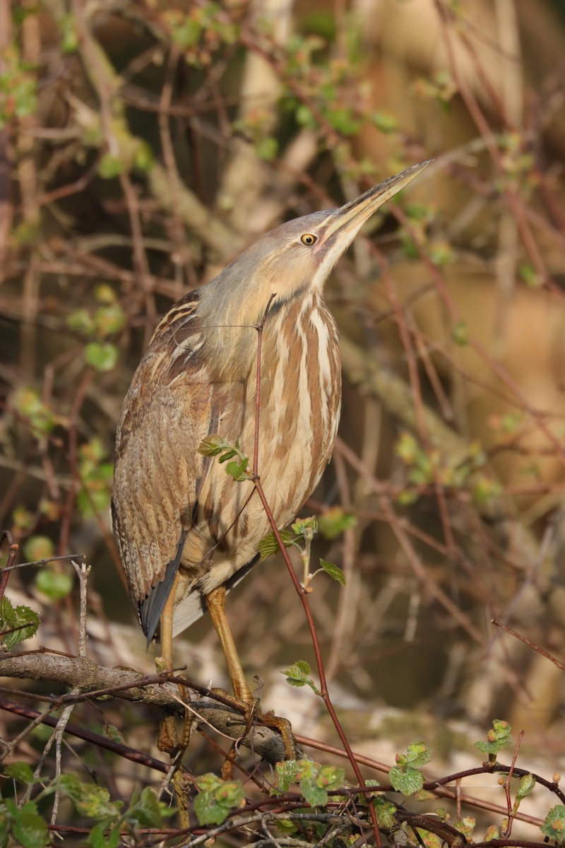 American Bittern - ML618367014