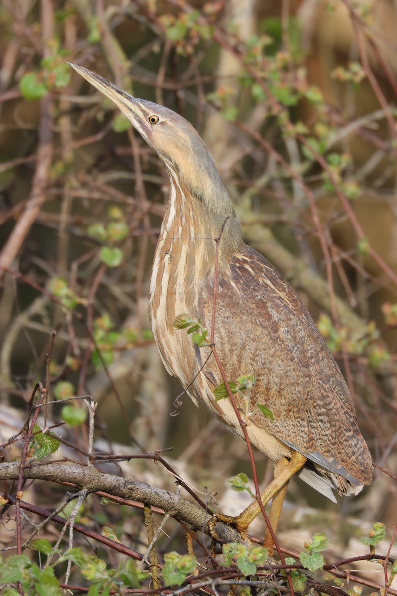 American Bittern - ML618367015