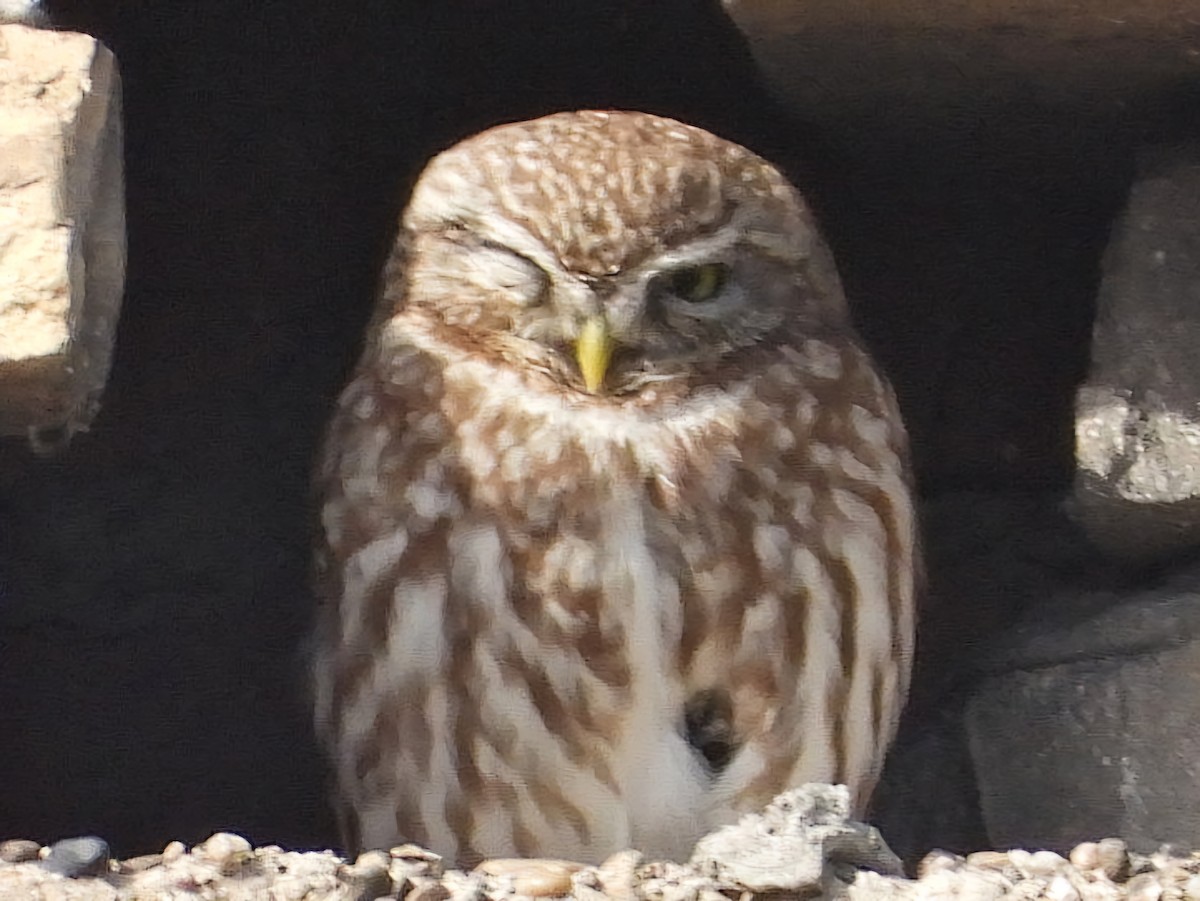 Little Owl - ML618367032