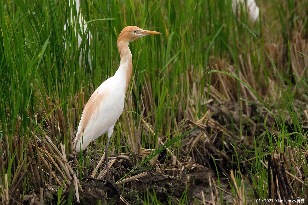 Eastern Cattle Egret - Lim Ying Hien