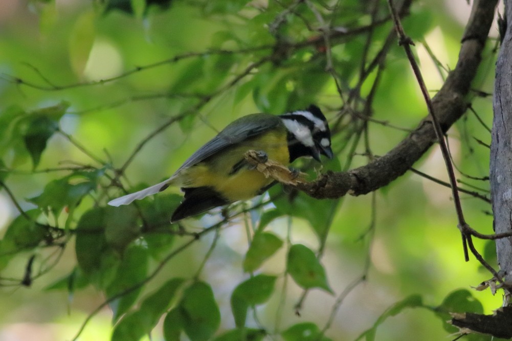 Eastern Shrike-tit - Paul Lynch