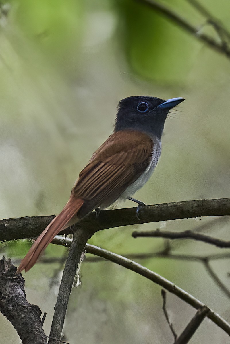 Blyth's Paradise-Flycatcher - Manjunath Desai