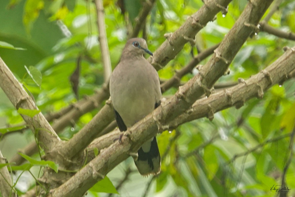 White-tipped Dove - ML618367161