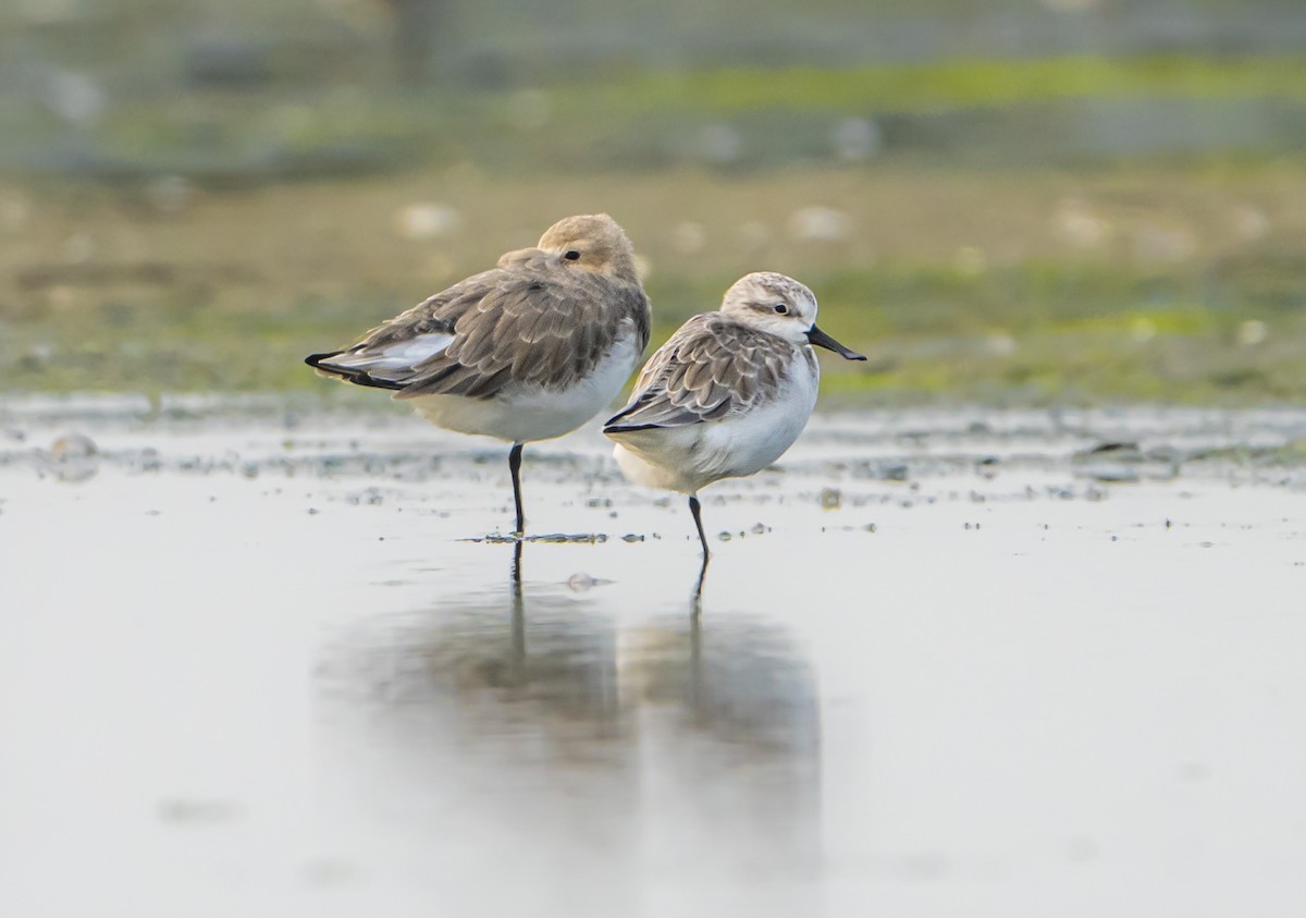 ヘラシギ - ML618367173