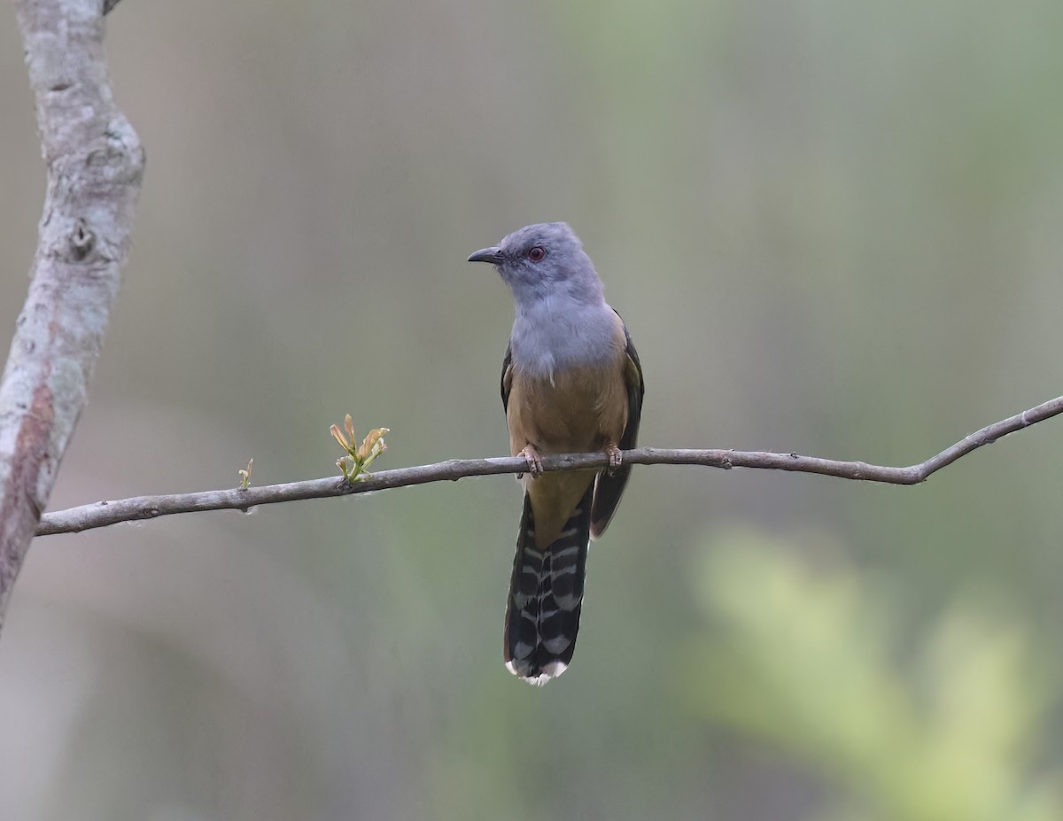 Plaintive Cuckoo - Manjunath Desai