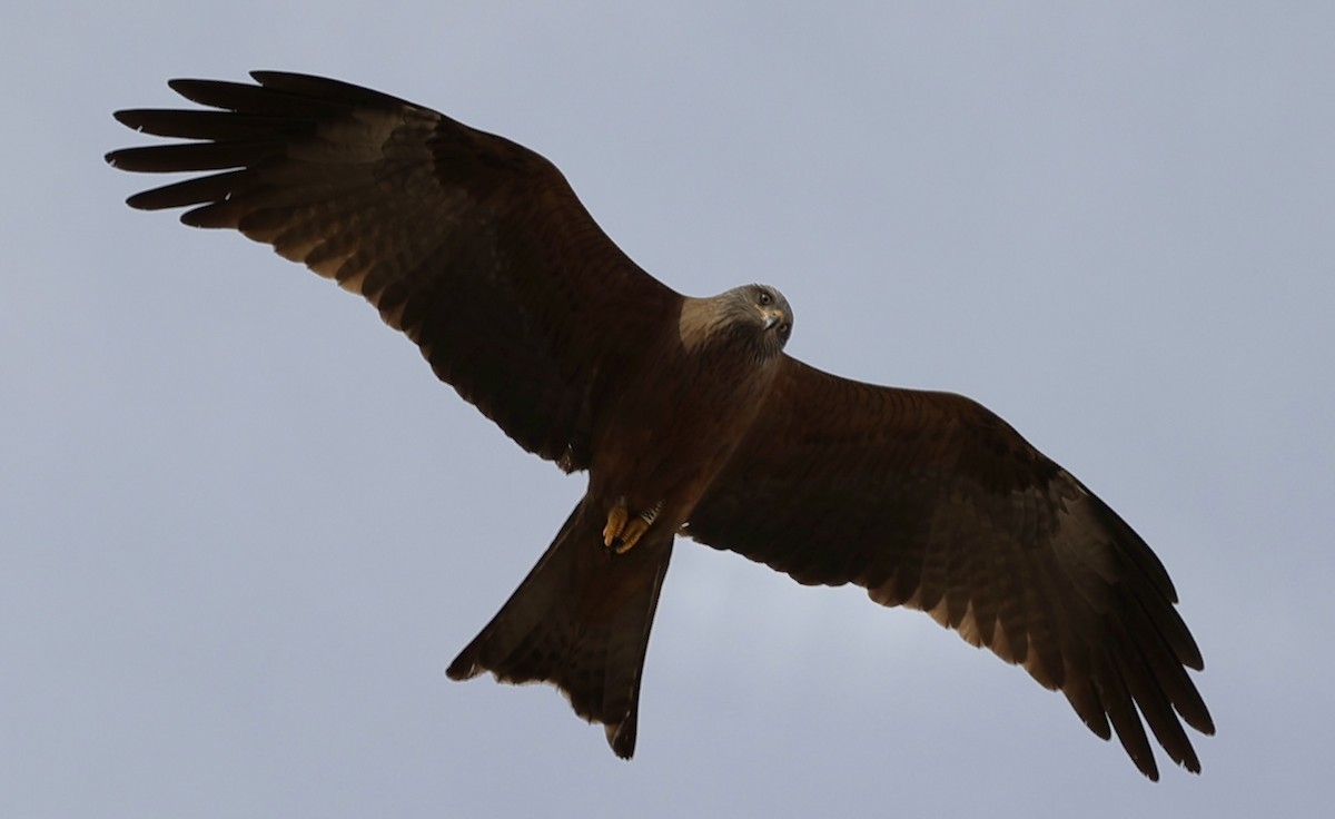 Black Kite - ML618367255