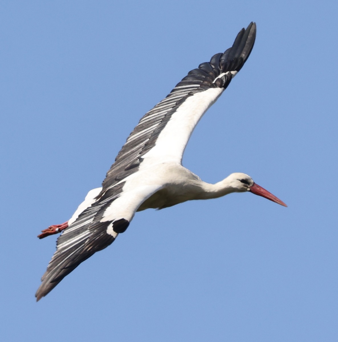 White Stork - Scott Rauland