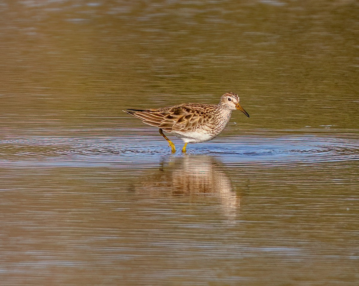 アメリカウズラシギ - ML618367279