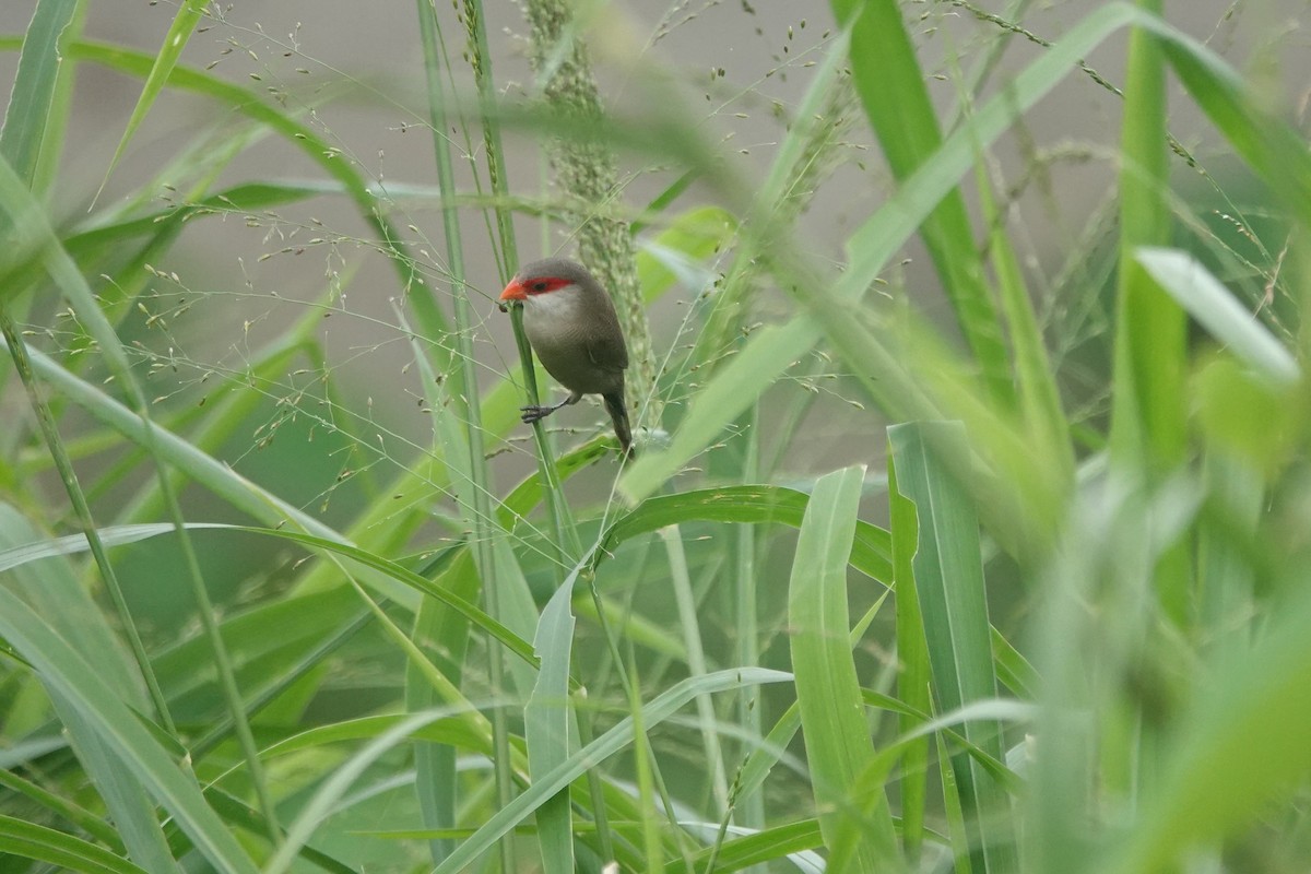 Common Waxbill - Daniel Blok 🦤