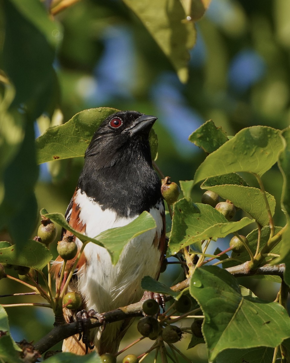 Eastern Towhee - ML618367301
