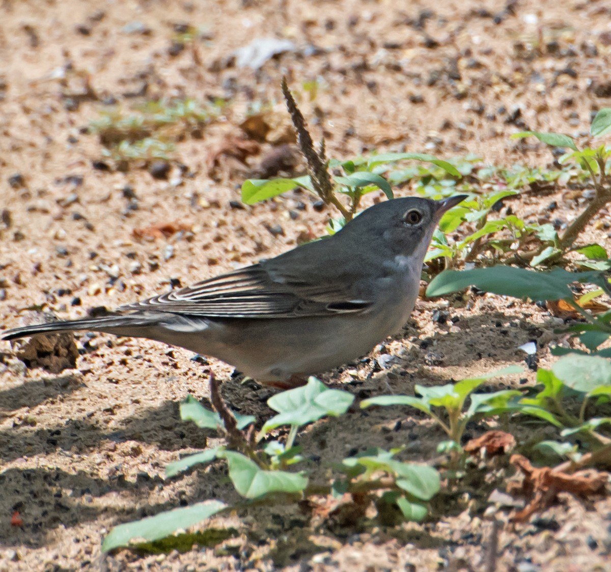 Greater Whitethroat - chandana roy