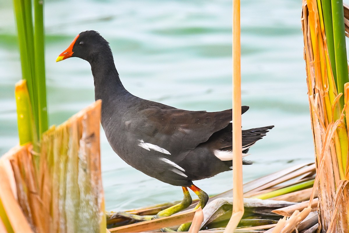 Common Gallinule - ML618367325