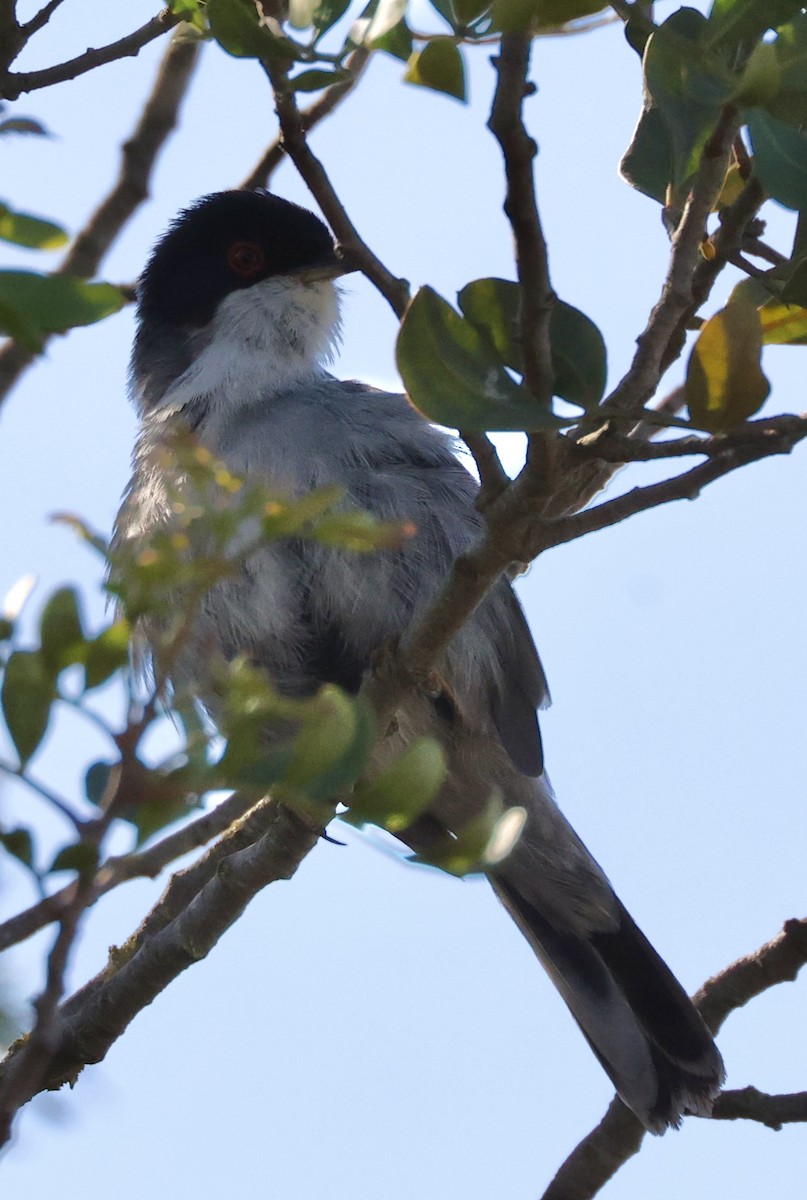 Sardinian Warbler - Scott Rauland