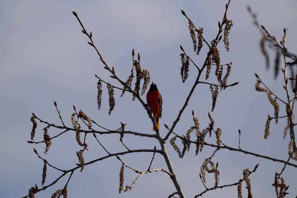 Baltimore Oriole - ML618367331