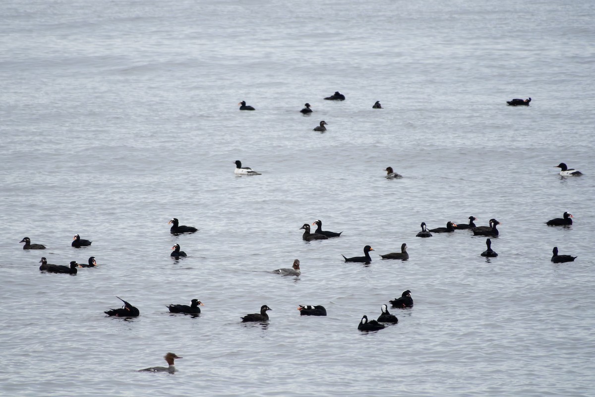 Surf Scoter - ML618367335