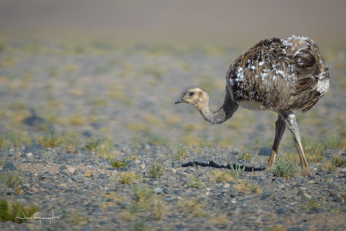 Lesser Rhea - ML618367352